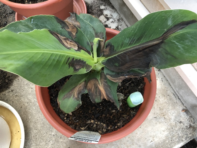 バナナ バナナが枯れる 葉が黒くなった時の原因と対処法 ガーデンブルグ
