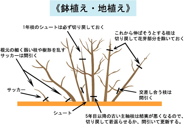 ブルーベリー 元気に栽培するには剪定が不可欠 仕方や必要事項を徹底解説 ガーデンブルグ